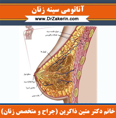 آناتومی سینه زنان